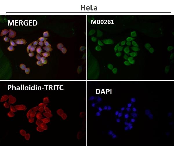 WB - Anti-NAK/TBK1 (N-term) Rabbit Monoclonal Antibody ABO14234